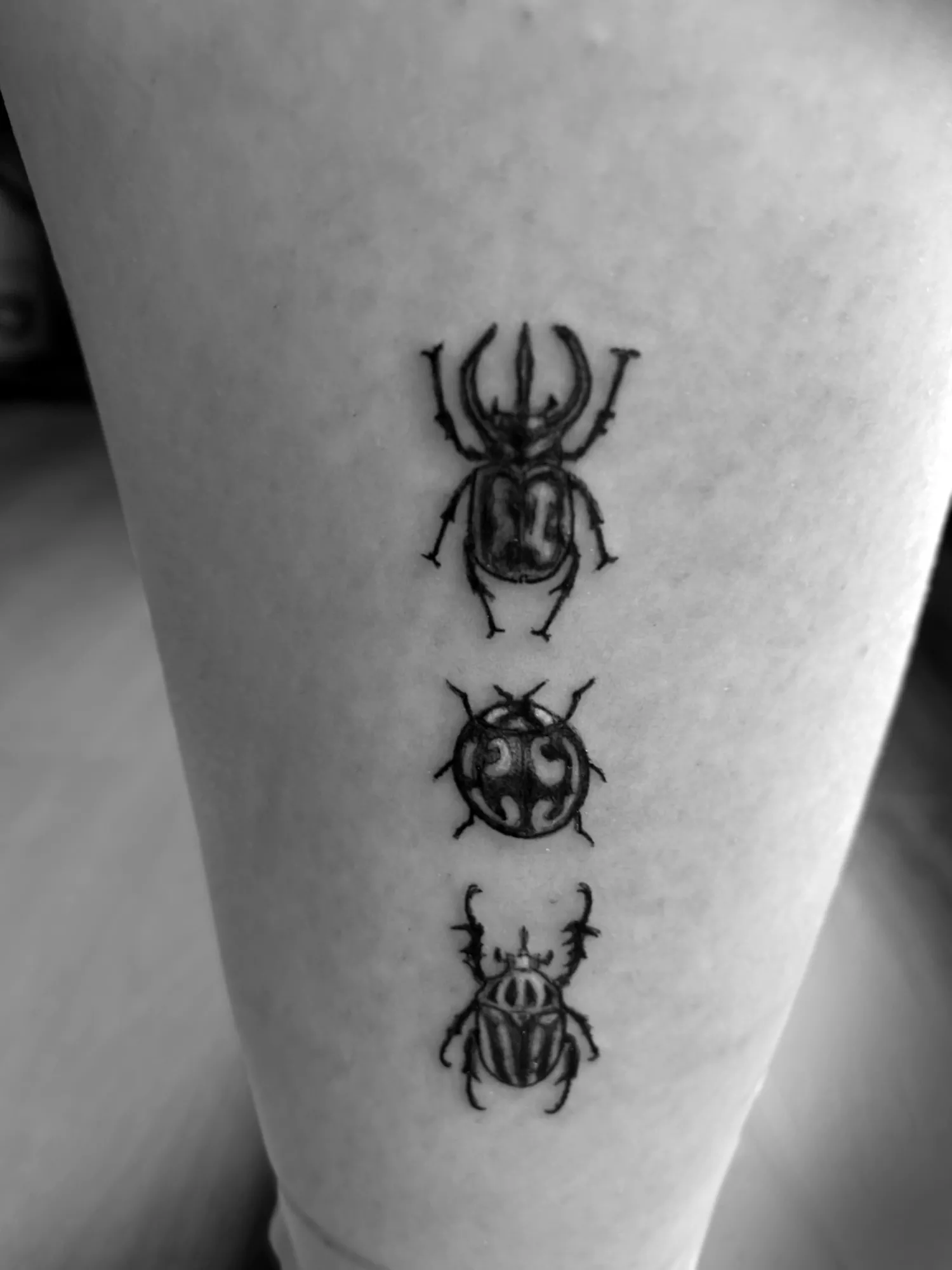 Tatouage dotwork insectes et feuillages